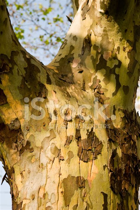 Sycamore Tree Bark stock photos - FreeImages.com