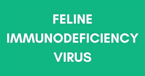 Feline Immunodeficiency Virus (FIV) | I Love Veterinary