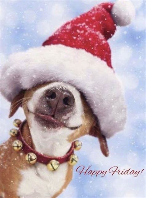 Pin by Irene C on Seven Days A Week .......... | Christmas dog ...