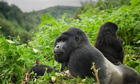 Gorillas in Rwanda | Gorilla Trekking Tours in Rwanda | Rwanda Tours