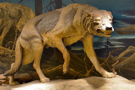 Dire wolf | Dire wolf (Canis dirus) at Page Museum, La Brea … | Flickr