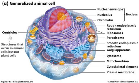 Cell Membrane Function In Eukaryotic Cells