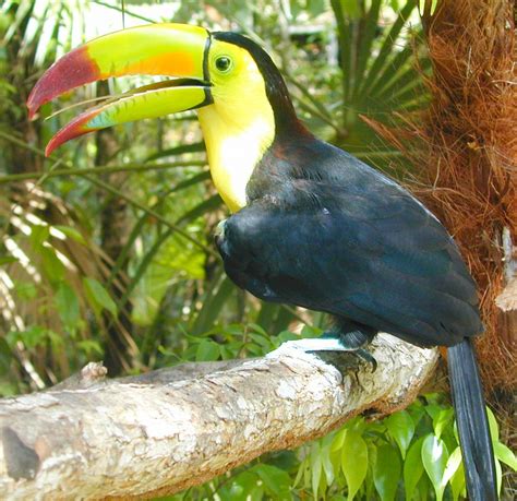 National Symbols Of Belize - Belize River Lodge