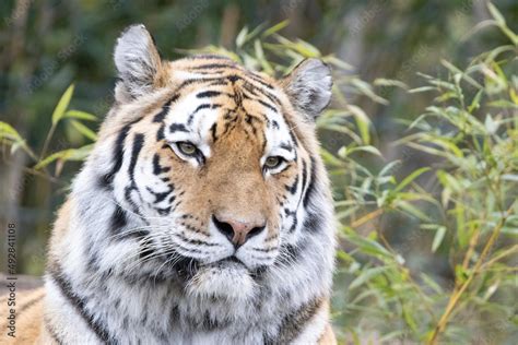 siberian tiger cub Stock Photo | Adobe Stock