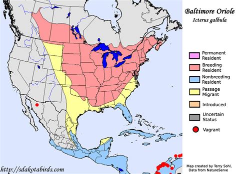 Baltimore Oriole - Species Range Map