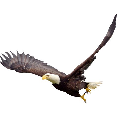 Bald Eagle Fauna Beak Wildlife - Bald Eagle Png Image png download ...