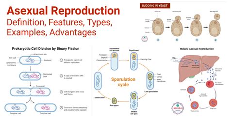 Asexual Reproduction: Features, Types, Examples