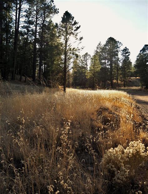 Walnut Canyon in Flagstaff, Arizona Stock Photo - Image of ponderosa ...