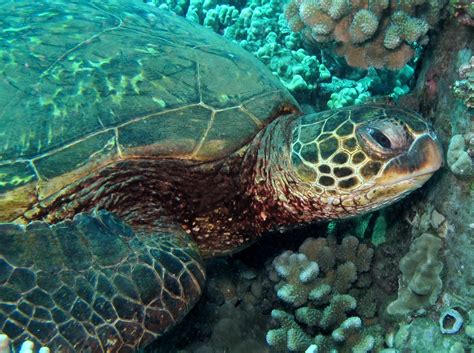 Encyclopaedia of Babies of Beautiful Wild Animals: The Baby Turtle