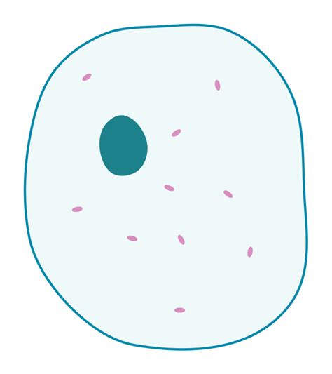 File:Simple diagram of animal cell (blank).svg - Wikimedia Commons