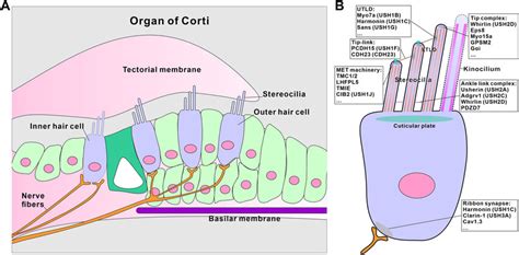 Schematic of the organ of Corti and hair cell for sound perception. (A ...