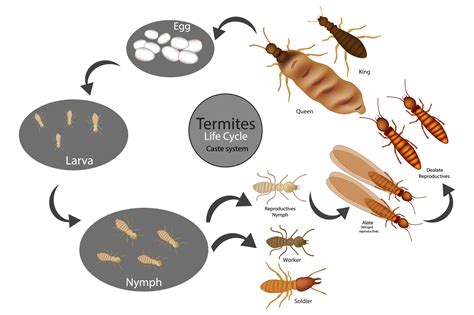 What Is The Life Cycle of Termites? | Eliminate 'Em Pest Control