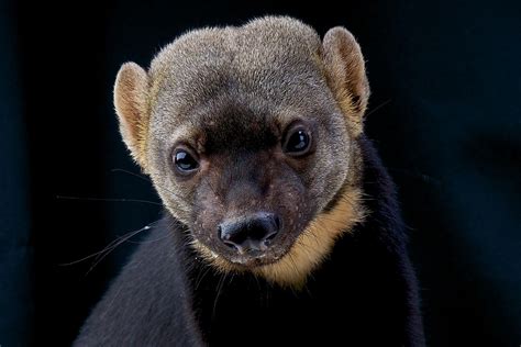 10 True Facts About The Legendary Honey Badger - WorldAtlas