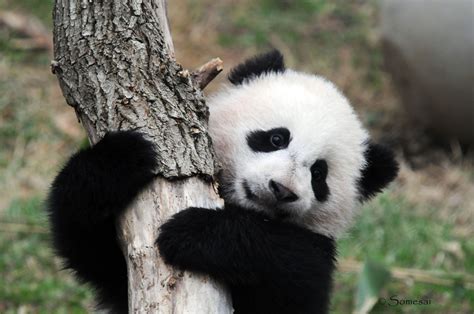 Cute Baby Panda Wallpapers Group (60+)