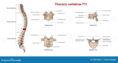 Thoracic vertebrae T11 stock illustration. Illustration of spine - 78412565