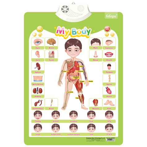 Customized LWG009 Body Chart Talking Poster Game Music Toy Suppliers ...