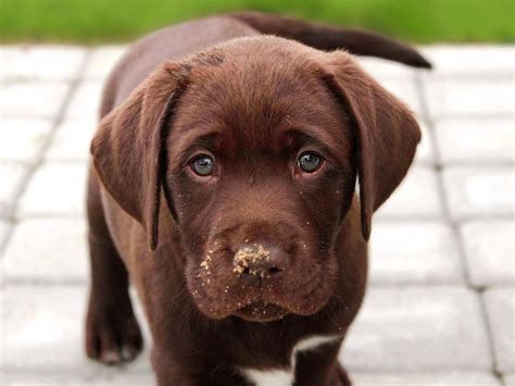 Flipboard: Life expectancy of chocolate labradors is linked to their ...