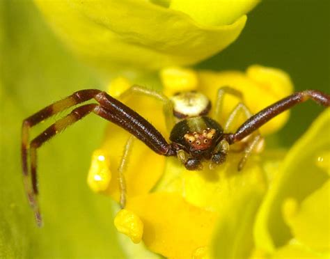 Crab Yellow by jesse-botanical on DeviantArt