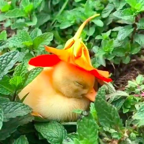 Watch This Adorable Baby Duckling Fall Asleep With a Flower on Her Head ...