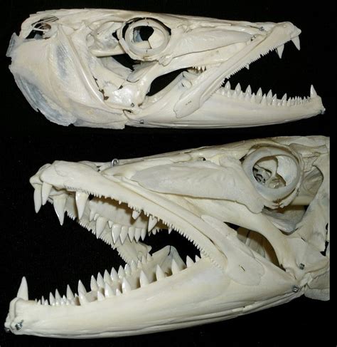 Crâne de Grand Barracuda / Great Barracuda Skull (Sphyraena barracuda ...