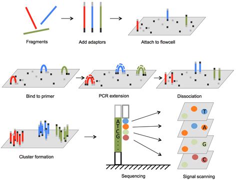 Next Generation Sequencing Schematic