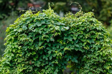 Hops: plant profile, flowers, care & hardiness - Plantura