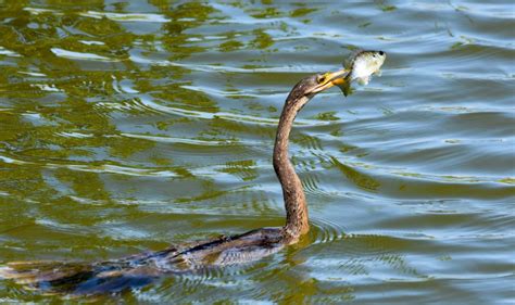 12 Birds That Swim Underwater (with videos) - Sonoma Birding