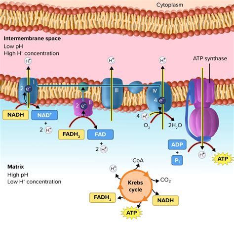 Flexi answers - What is the role of electron carriers in the electron ...