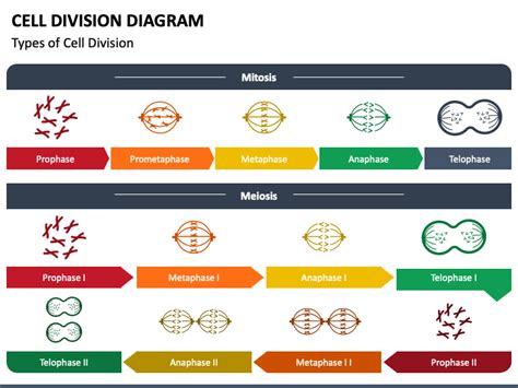 Cell Division Diagram PowerPoint and Google Slides Template - PPT Slides