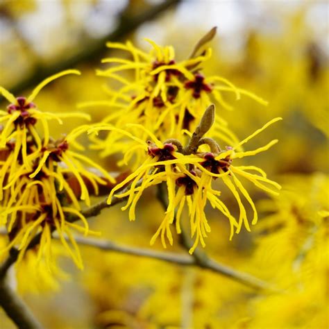 Witch Hazel - Hamamelis virginiana | Mayernik Kitchen