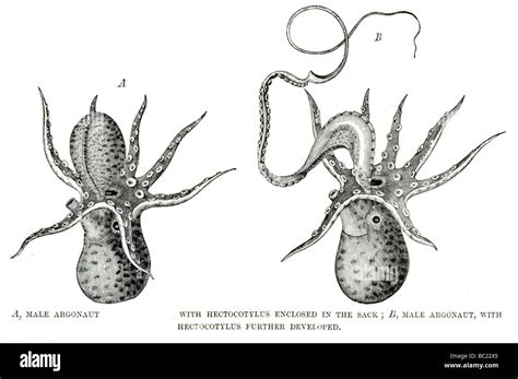 a male argonaut with hectocotylus enclosed in the sack another male ...