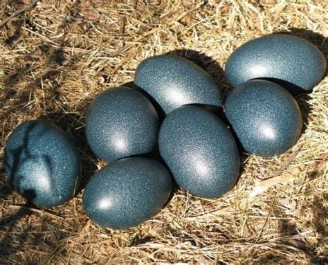 EMU BIRD EGGS – Kanba Live Stock