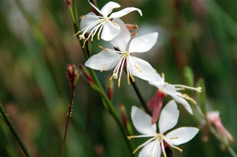 How to Grow and Care for Gaura