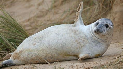 Are Seals Friendly Like Dogs