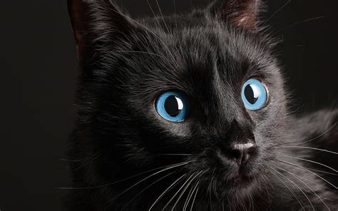 dolor de estómago bibliotecario vacío gato persa negro ojos azules ...