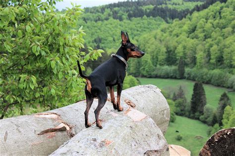 PINSCHER NANO: Scheda di razza interattiva | cuccioliamo.it