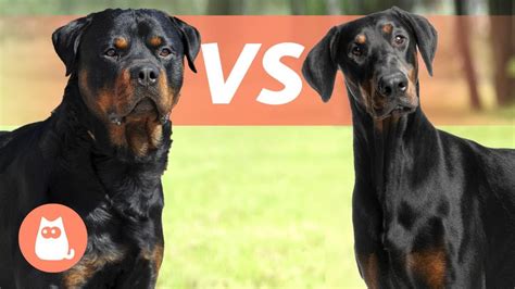 Are Doberman And Rottweilers Related