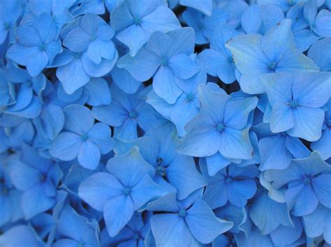 Flowers Wallpapers: Blue Flowers Wallpapers