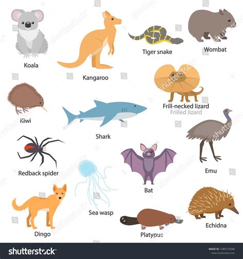 50 Popular Nocturnal animals australia list for Living Room Wall Decor ...