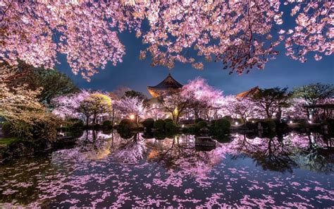 Cherry Blossom Night at Japanese Temple