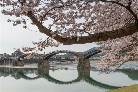 Kintai Bridge in Iwakuni | Japan cherry blossom, Iwakuni, Japan