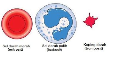 Darah : Fungsi, Komponen, dan Proses Pembekuan Darah - Dunia Biologi