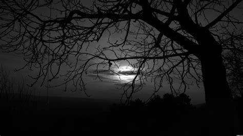 Dark trees HD Wallpapers - WALLPAPER 77