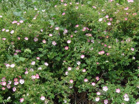 Vivero Pilmaiquen, Todo lo que necesita para su jardín, Rosa mosqueta ...