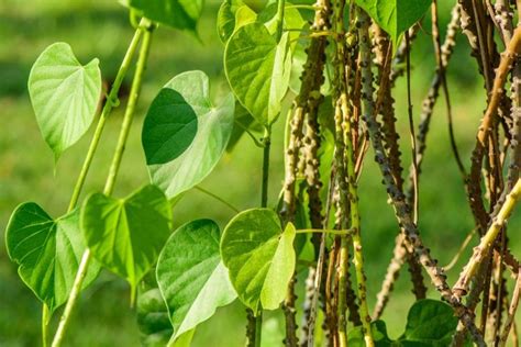 Seri TOGA-BRATAWALI (Tinosfora cordifolia) | Puskesmas Turi Kabupaten ...