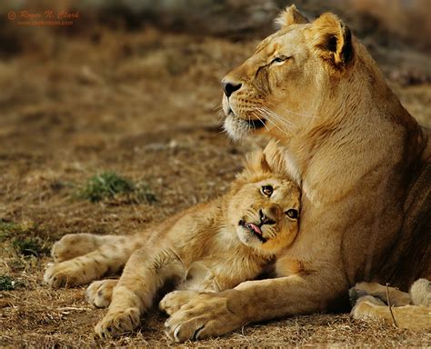 ClarkVision Photograph - Lion Cub Love