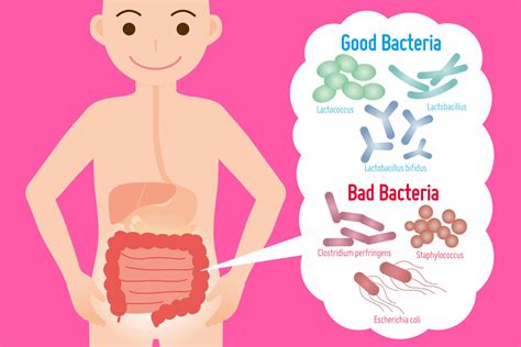 How to Improve Gut Bacteria in Your Gut? | AMP Floracel