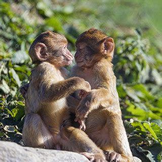 Two macaque babies playing together | Two baby macaques play… | Flickr