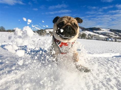 Snow Pug : pugs