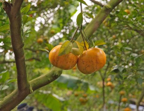 Mandarin orange, a tree with tasty easy-to-peel citrus fruits